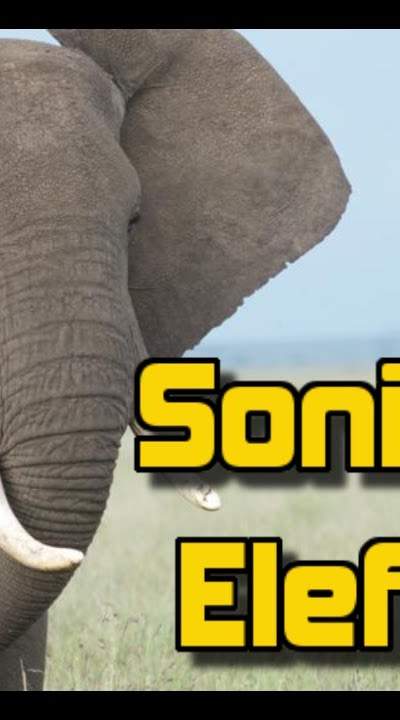 sonido excepcion prod mdm de elefante aka raro