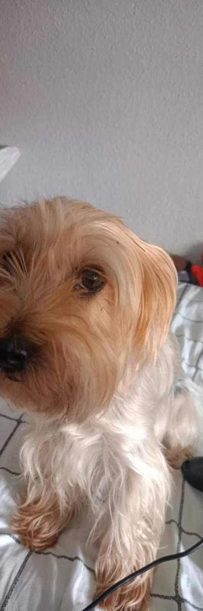 Perro judio WIP de Prod.snowlui